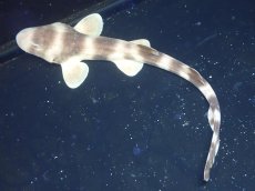 画像4: 【海水魚・サメ】【通販】シマザメ（SMサイズ）(1匹)（±25-30cm）（サンプル画像）（生体）(海水魚) (4)