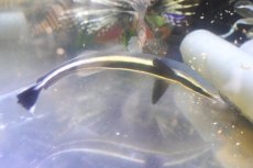 画像1: 【海水魚・サメ】【通販】コバンザメ（Mサイズ）【1匹】（±30-35cm）（サンプル画像）（生体）(海水魚) (1)