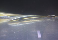 画像2: 【海水魚・サメ】【通販】コバンザメ（Mサイズ）【1匹】（±30-35cm）（サンプル画像）（生体）(海水魚) (2)