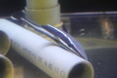画像3: 【海水魚・サメ】【通販】コバンザメ（Mサイズ）【1匹】（±30-35cm）（サンプル画像）（生体）(海水魚) (3)