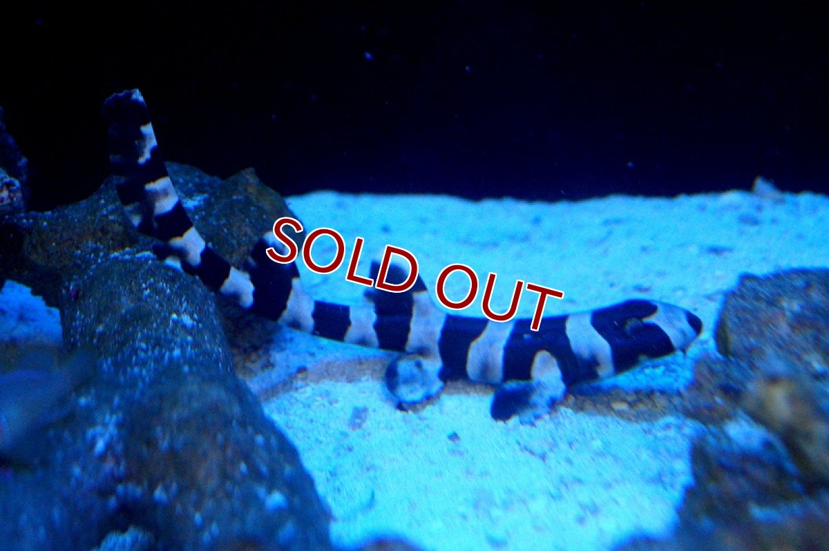 画像2: 【海水魚】イヌザメ(1匹)±15-25cm前後(サンプル画像）（生体）(海水魚)（サンゴ） (2)