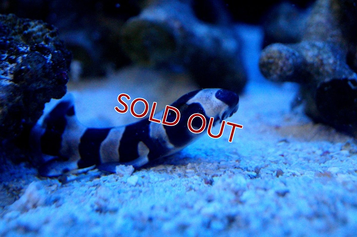 画像3: 【海水魚】イヌザメ(1匹)±15-25cm前後(サンプル画像）（生体）(海水魚)（サンゴ） (3)