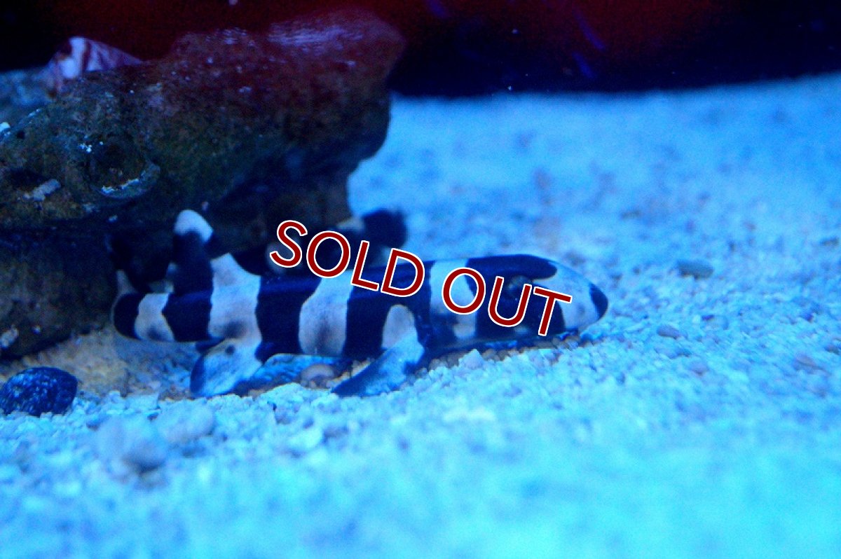 画像4: 【海水魚】イヌザメ(1匹)±15-25cm前後(サンプル画像）（生体）(海水魚)（サンゴ） (4)