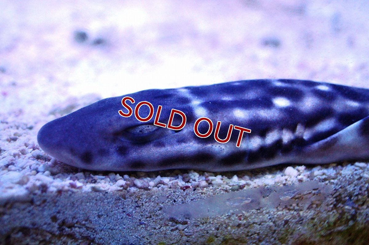 画像2: 【海水魚】コーラルキャットシャーク（ML-Lサイズ)(1匹)±30-40cm(サンプル画像）（生体）(海水魚)（サンゴ） (2)