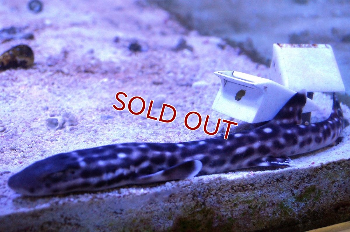 画像3: 【海水魚】コーラルキャットシャーク（ML-Lサイズ)(1匹)±30-40cm(サンプル画像）（生体）(海水魚)（サンゴ） (3)