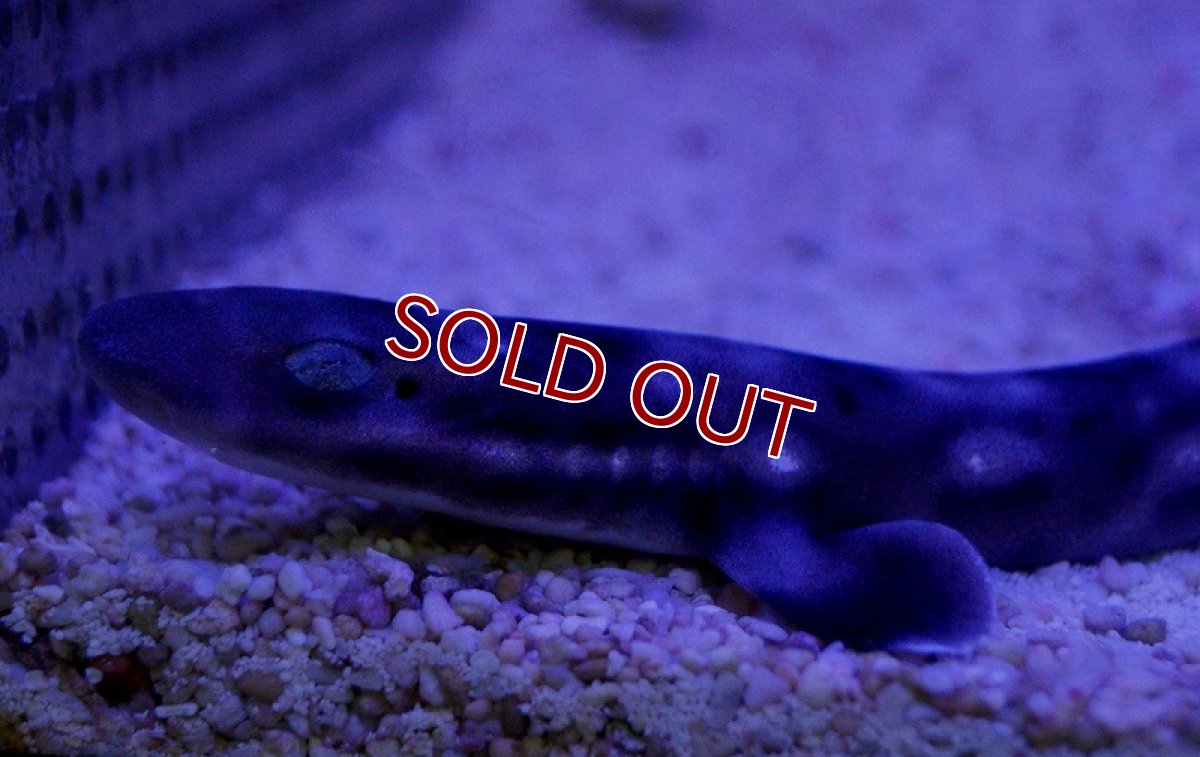 画像2: 【海水魚】コーラルキャットシャーク（SM-Mサイズ）(1匹)±20-25cm(サンプル画像）（生体）(海水魚)（サンゴ） (2)