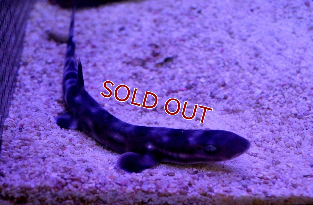 画像3: 【海水魚】コーラルキャットシャーク（SM-Mサイズ）(1匹)±20-25cm(サンプル画像）（生体）(海水魚)（サンゴ） (3)