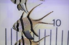 画像1: 【海水魚・テンジクダイ】【通販】プテラポゴン　カウデルニー（Lサイズ）(1匹)±5-6cm (サンプル画像）（生体）(海水魚) (1)
