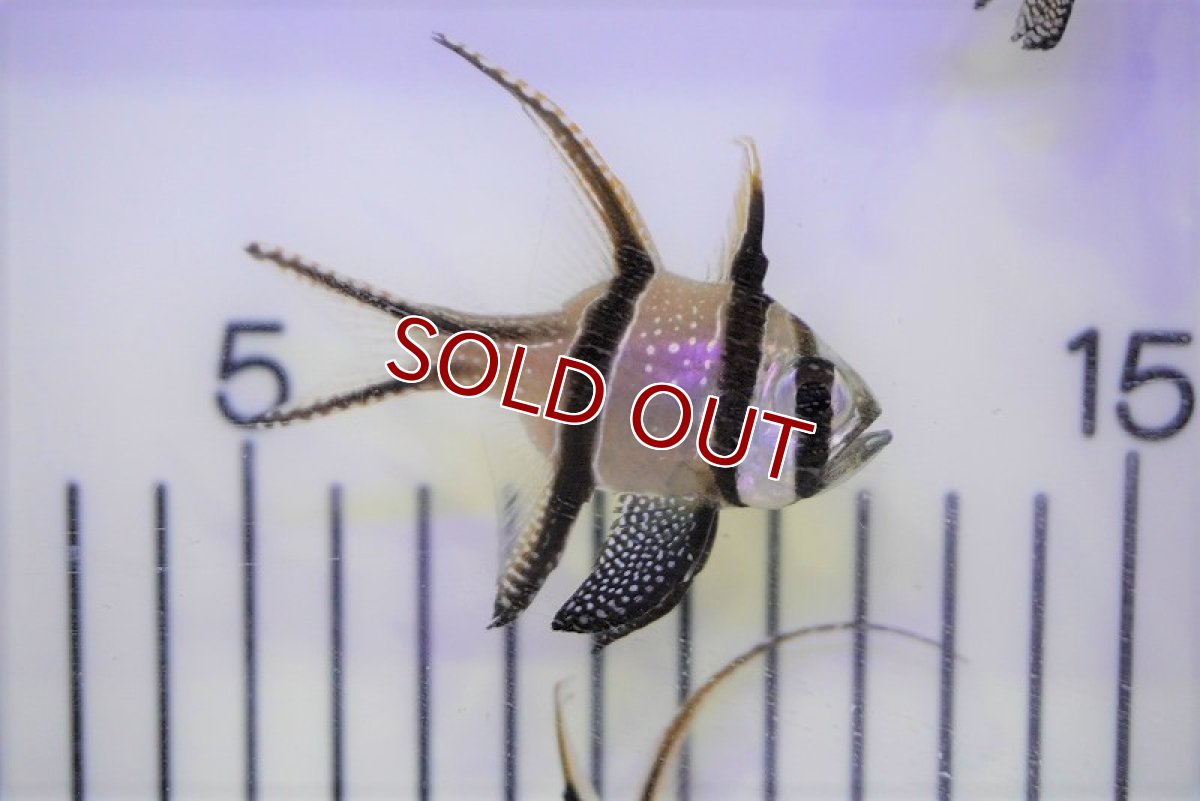 画像2: 【海水魚・テンジクダイ】プテラポゴン　カウデルニー（Lサイズ）(1匹)±5-6cm (サンプル画像）（生体）(海水魚) (2)