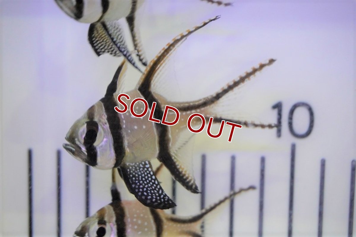 画像2: 【海水魚・テンジクダイ】プテラポゴン　カウデルニー（Lサイズ）（3匹）±5-6cm (サンプル画像）（生体）(海水魚) (2)