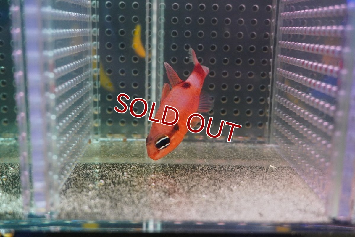 画像2: 【海水魚・テンジクダイ】フレームカージナル（1匹）（±4-6cm）（サンプル画像）（生体）(海水魚) (2)