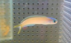 画像1: 【海水魚・アマダイ】【通販】オキナワサンゴアマダイ（1匹）（±5-7cm）（サンプル画像）（生体）(海水魚) (1)