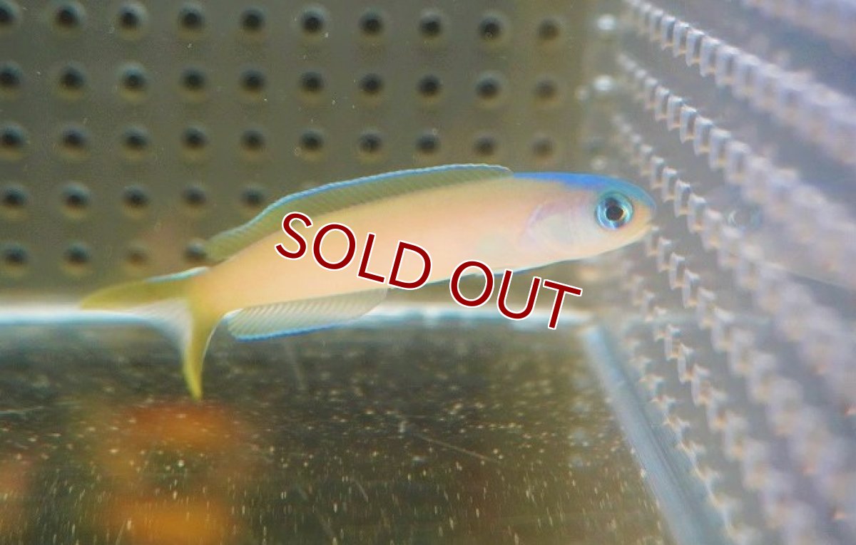 画像2: 【海水魚・アマダイ】【通販】オキナワサンゴアマダイ（1匹）（±10-12cm）（サンプル画像）（生体）(海水魚) (2)