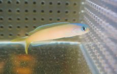 画像2: 【海水魚・アマダイ】【通販】オキナワサンゴアマダイ（1匹）（±5-7cm）（サンプル画像）（生体）(海水魚) (2)