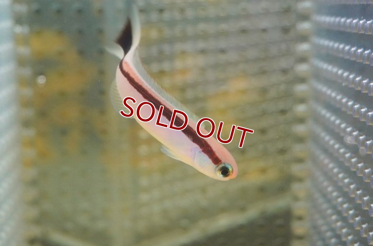 画像2: 【海水魚・アマダイ】【通販】アカオビサンゴアマダイ（1匹）（±5-7cm）（サンプル画像）（生体）(海水魚) (2)