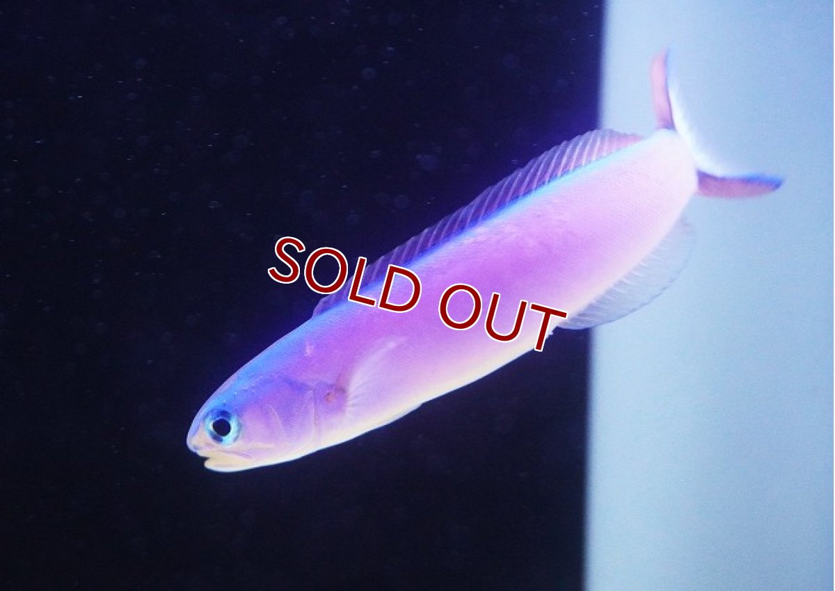 画像1: 【海水魚・アマダイ】【通販】フジイロサンゴアマダイ（パープルタイルフィッシュ）【1匹】（±11-13cm） （生体）(海水魚) (1)