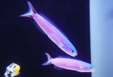 画像2: 【海水魚・アマダイ】【通販】フジイロサンゴアマダイ（パープルタイルフィッシュ）【1匹】（±11-13cm） （生体）(海水魚) (2)
