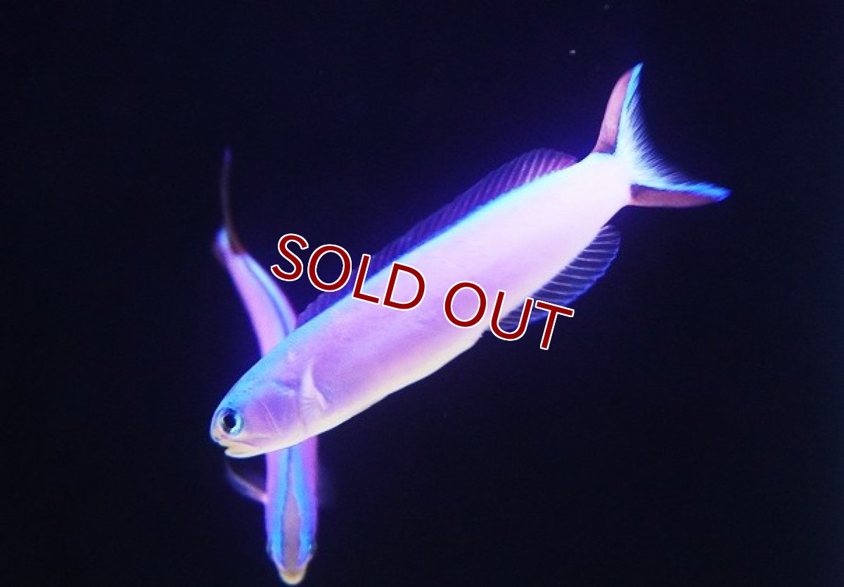 画像3: 【海水魚・アマダイ】【通販】フジイロサンゴアマダイ（パープルタイルフィッシュ）【1匹】（±11-13cm） （生体）(海水魚) (3)