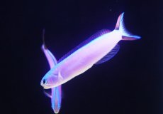 画像3: 【海水魚・アマダイ】【通販】フジイロサンゴアマダイ（パープルタイルフィッシュ）【1匹】（±11-13cm） （生体）(海水魚) (3)