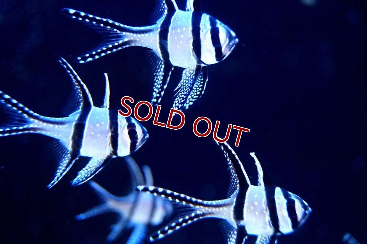 画像2: 【海水魚】プテラポゴン　カウデルニー （5匹）(サンプル画像）（生体）(海水魚)（サンゴ） (2)