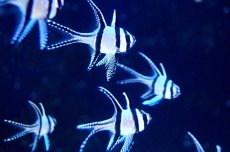 画像3: 【海水魚】【通販】プテラポゴン　カウデルニー （3匹）(サンプル画像）（生体）(海水魚)（サンゴ） (3)