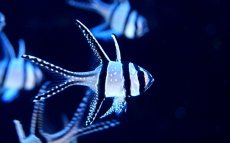 画像1: 【海水魚】【通販】プテラポゴン　カウデルニー (1匹)(サンプル画像）（生体）(海水魚)（サンゴ） (1)