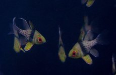 画像2: 【海水魚】【通販】マンジュウイシモチ（5匹）(サンプル画像）（生体）(海水魚)（サンゴ） (2)