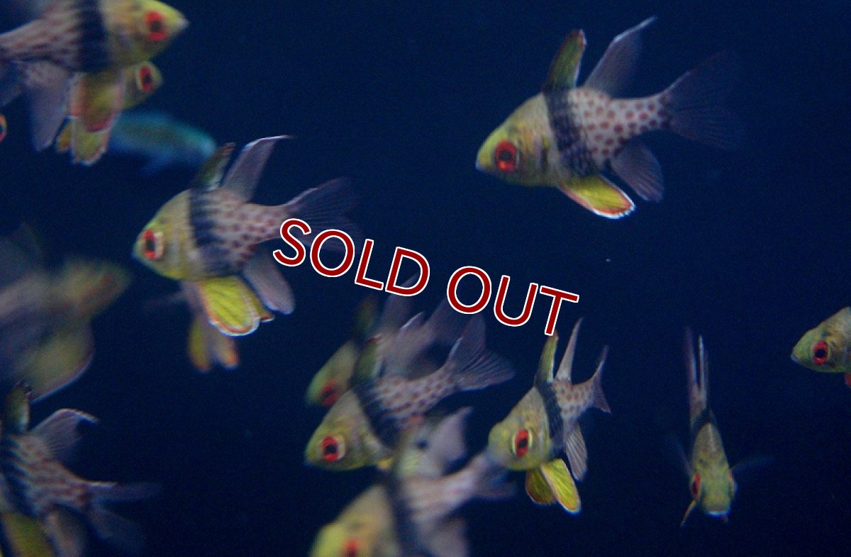 画像3: 【海水魚】マンジュウイシモチ（5匹）(サンプル画像）（生体）(海水魚)（サンゴ） (3)