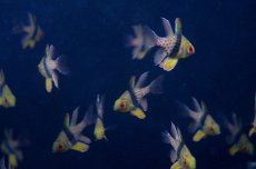 画像4: 【海水魚】【通販】マンジュウイシモチ（5匹）(サンプル画像）（生体）(海水魚)（サンゴ） (4)