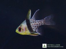 画像1: 【10%OFFクーポン対象商品】【海水魚】【通販】マンジュウイシモチ（3匹）(サンプル画像）（生体）(海水魚)（サンゴ） (1)