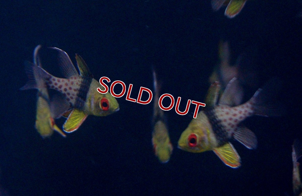 画像2: 【海水魚】マンジュウイシモチ（3匹）(サンプル画像）（生体）(海水魚)（サンゴ） (2)