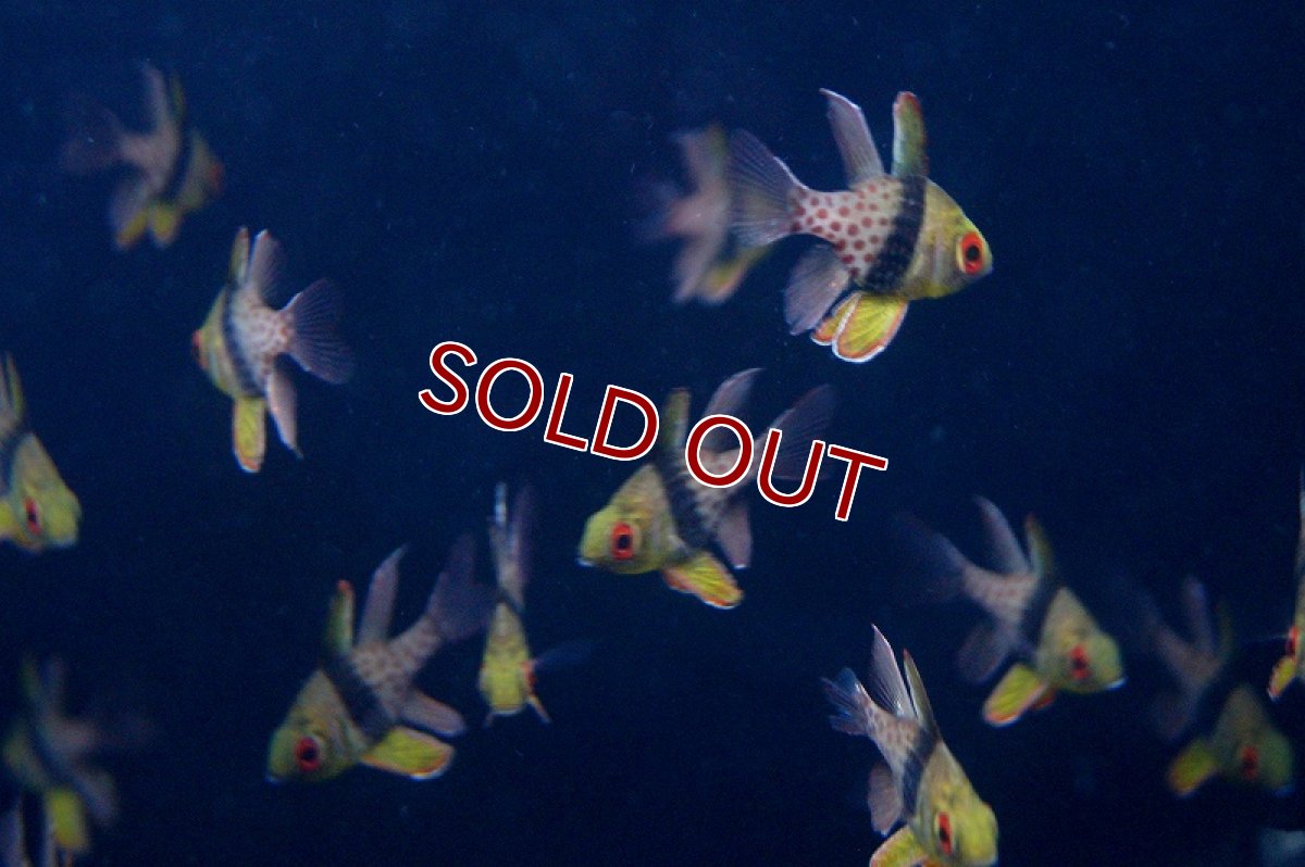 画像4: 【海水魚】マンジュウイシモチ（3匹）(サンプル画像）（生体）(海水魚)（サンゴ） (4)