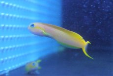 画像1: 【海水魚】【通販】ハナダイギンポ(1匹)±5-7cm(サンプル画像）（生体）(海水魚)（サンゴ） (1)