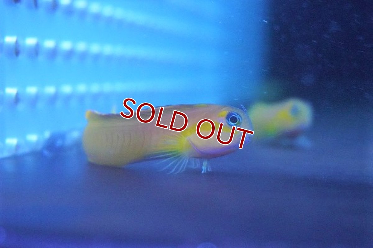 画像2: 【海水魚】ハナダイギンポ(1匹)±5-7cm(サンプル画像）（生体）(海水魚)（サンゴ） (2)