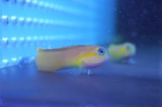 画像2: 【海水魚】【通販】ハナダイギンポ(1匹)±5-7cm(サンプル画像）（生体）(海水魚)（サンゴ） (2)