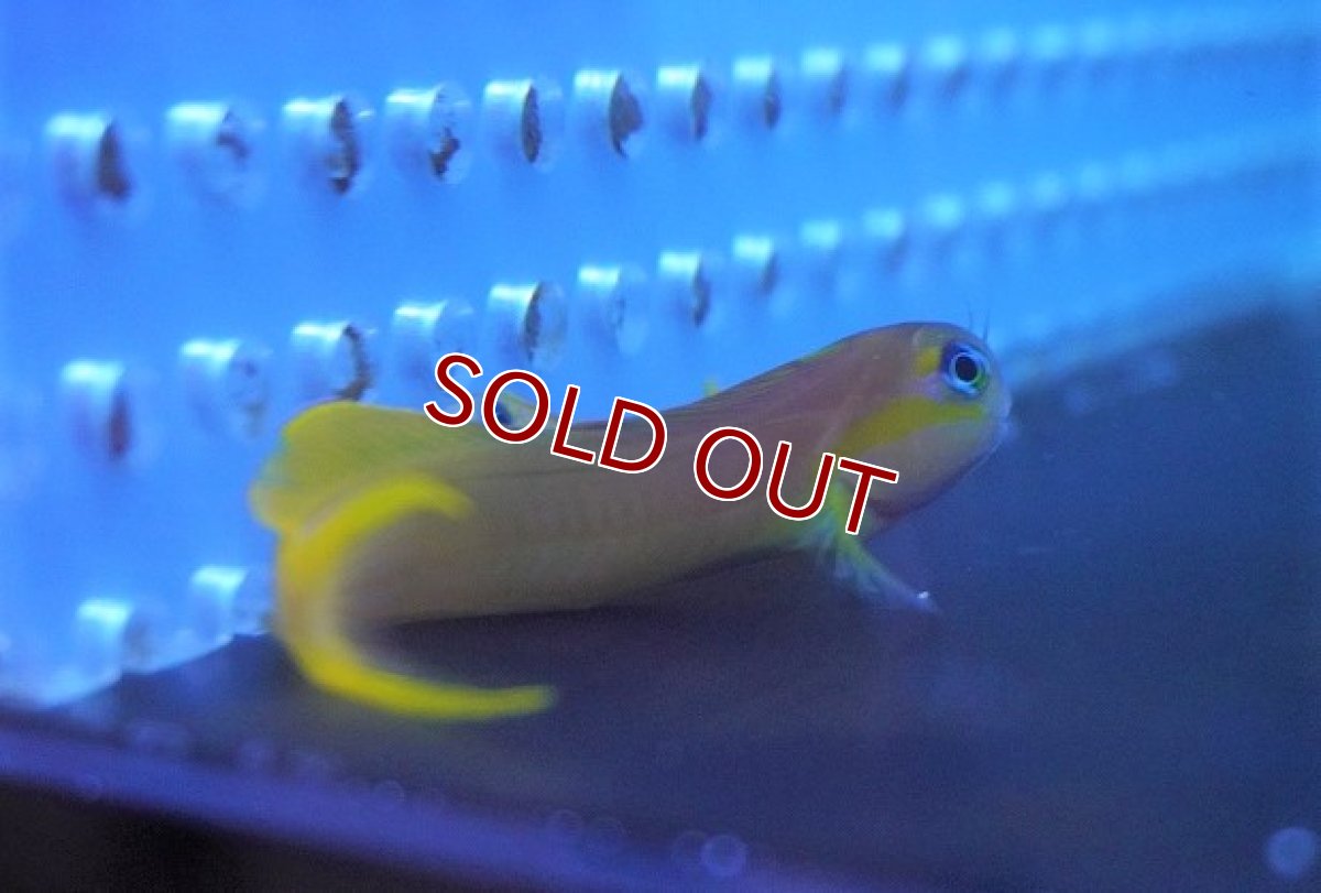 画像3: 【海水魚】ハナダイギンポ(1匹)±5-7cm(サンプル画像）（生体）(海水魚)（サンゴ） (3)