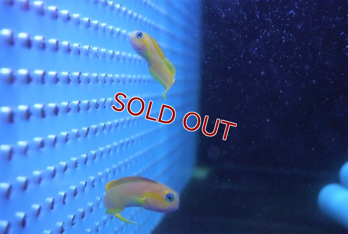 画像4: 【海水魚】ハナダイギンポ(1匹)±5-7cm(サンプル画像）（生体）(海水魚)（サンゴ） (4)