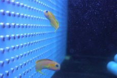 画像4: 【海水魚】【通販】ハナダイギンポ(1匹)±5-7cm(サンプル画像）（生体）(海水魚)（サンゴ） (4)