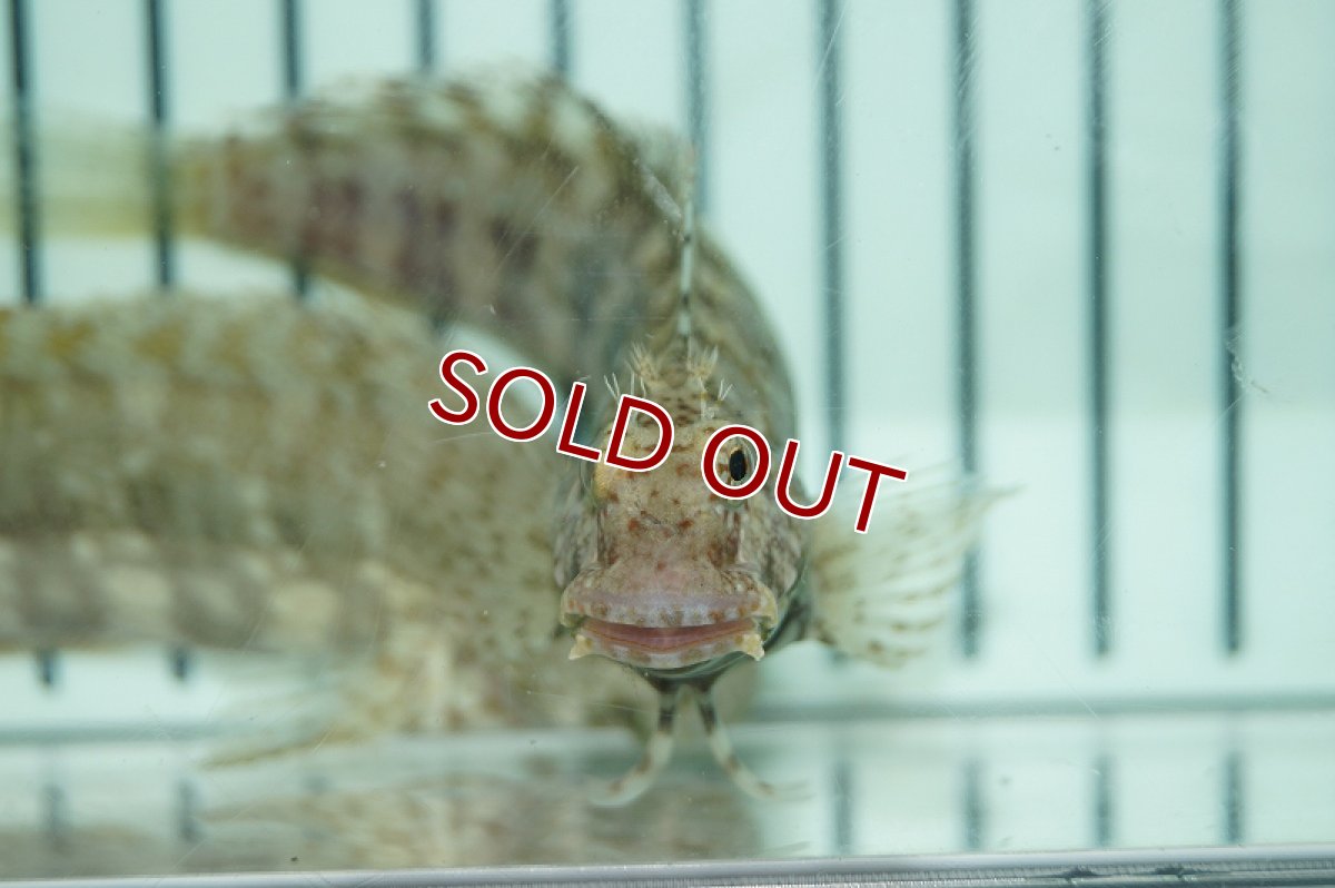 画像2: 【海水魚・ギンポ】コケをよく食べてくれます♪ヤエヤマギンポ （L-XLサイズ）(1匹)±7-9cm(サンプル画像）（生体）(海水魚)（サンゴ） (2)