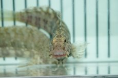 画像2: 【海水魚・ギンポ】コケをよく食べてくれます♪ヤエヤマギンポ （L-XLサイズ）(1匹)±7-9cm(サンプル画像）（生体）(海水魚)（サンゴ） (2)