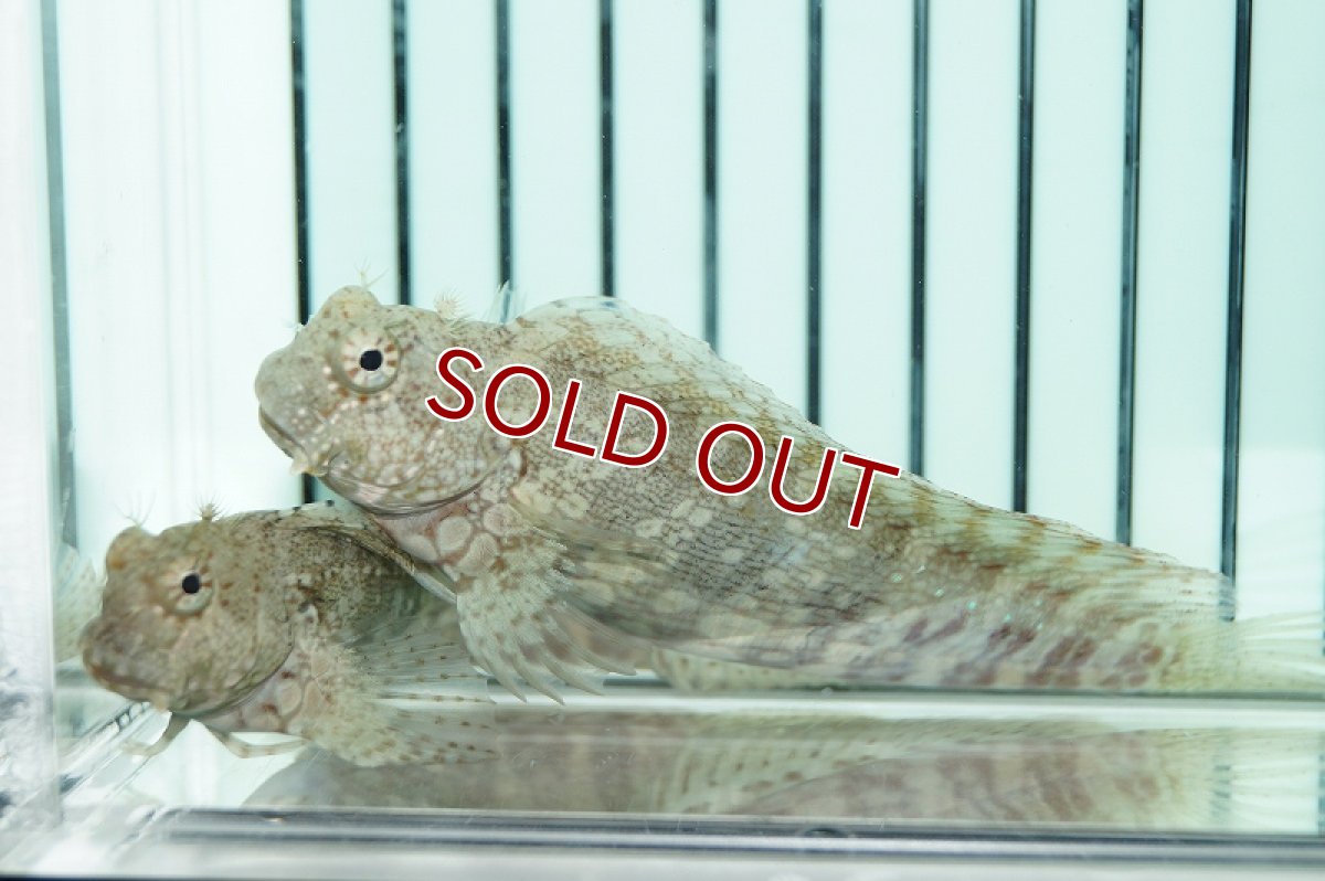 画像3: 【海水魚・ギンポ】コケをよく食べてくれます♪ヤエヤマギンポ （L-XLサイズ）(1匹)±7-9cm(サンプル画像）（生体）(海水魚)（サンゴ） (3)