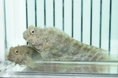 画像3: 【海水魚・ギンポ】コケをよく食べてくれます♪ヤエヤマギンポ （L-XLサイズ）(1匹)±7-9cm(サンプル画像）（生体）(海水魚)（サンゴ） (3)