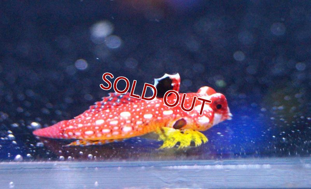 画像2: 【海水魚・ネズッポ】ルビーレッドドラゴネット （ペア）±3-4cm(サンプル画像）（生体）(海水魚)（サンゴ） (2)