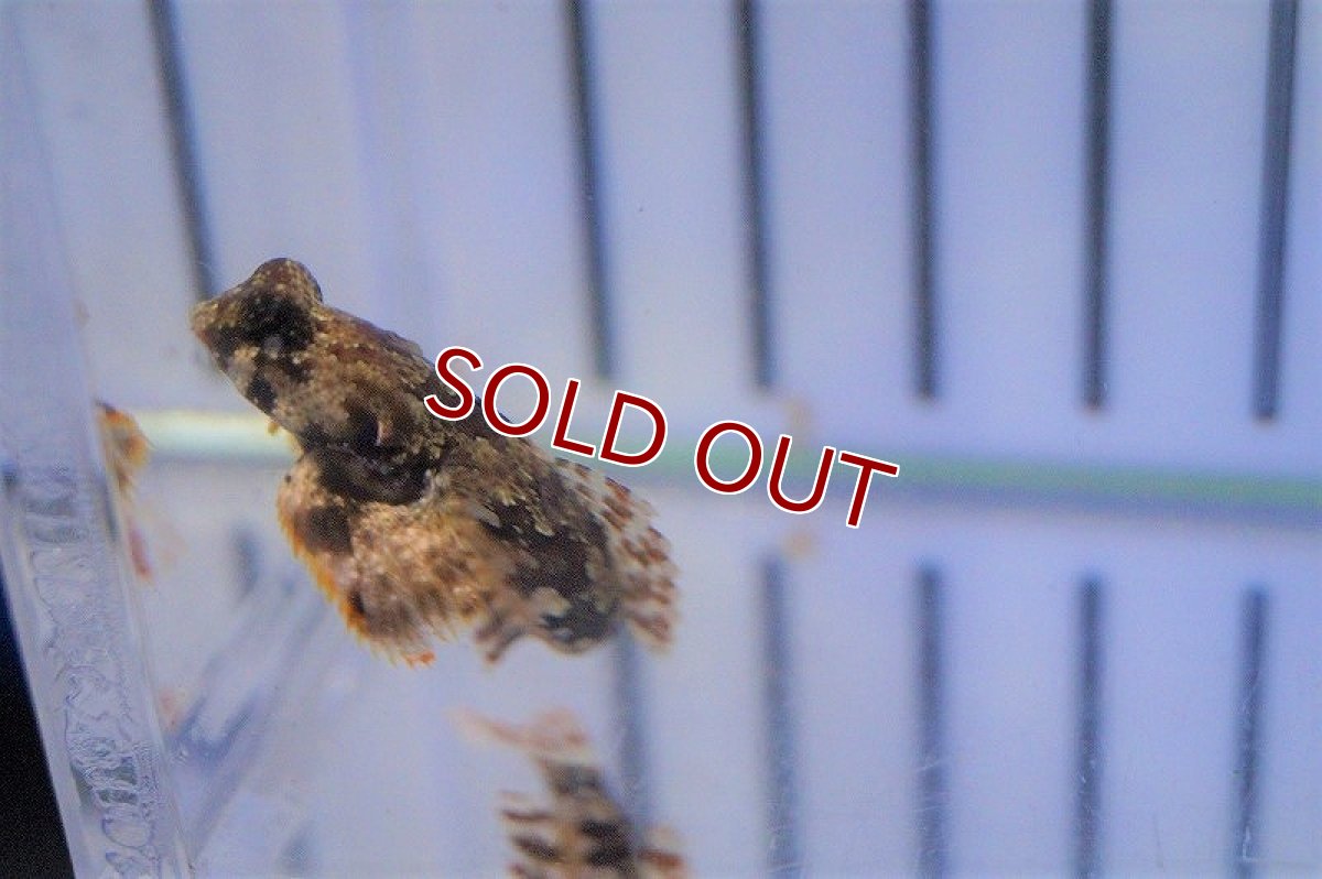 画像2: 【海水魚・ネズッポ】スクーターブレニー(1匹)±3-4cm(サンプル画像）（生体）(海水魚)（サンゴ） (2)