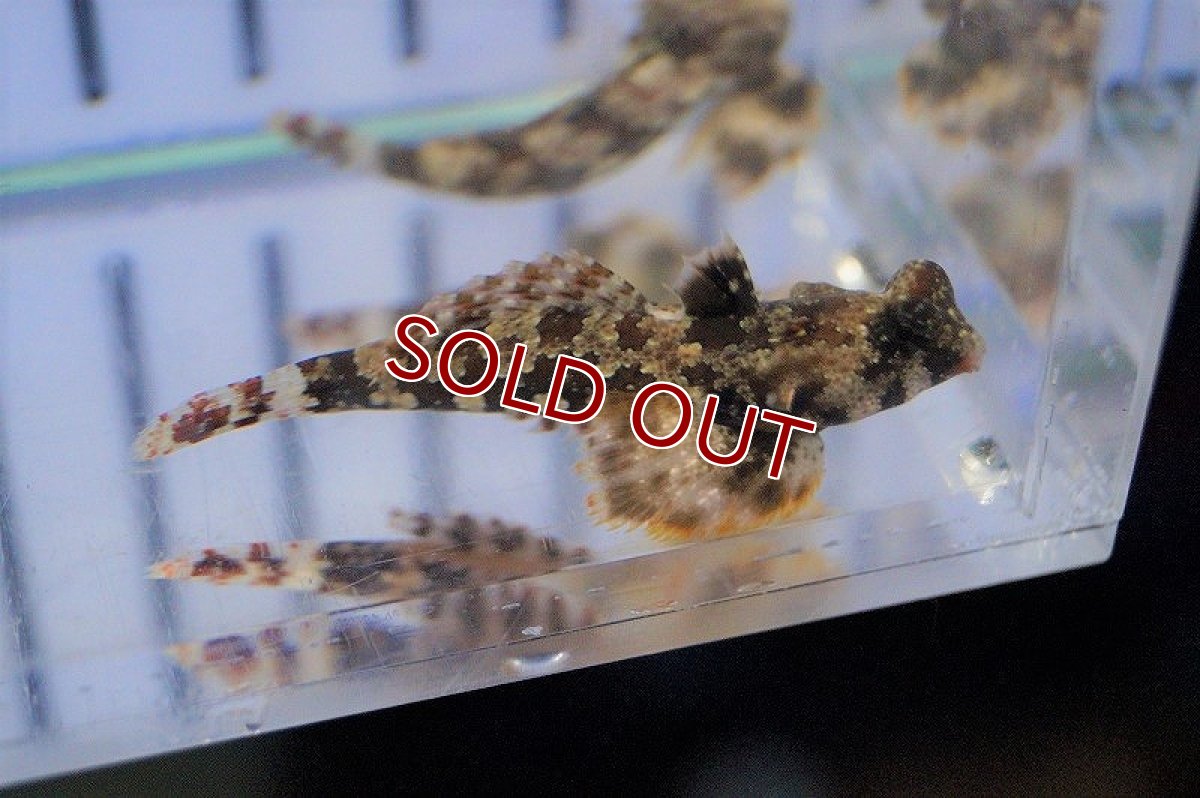 画像3: 【海水魚・ネズッポ】スクーターブレニー(1匹)±3-4cm(サンプル画像）（生体）(海水魚)（サンゴ） (3)