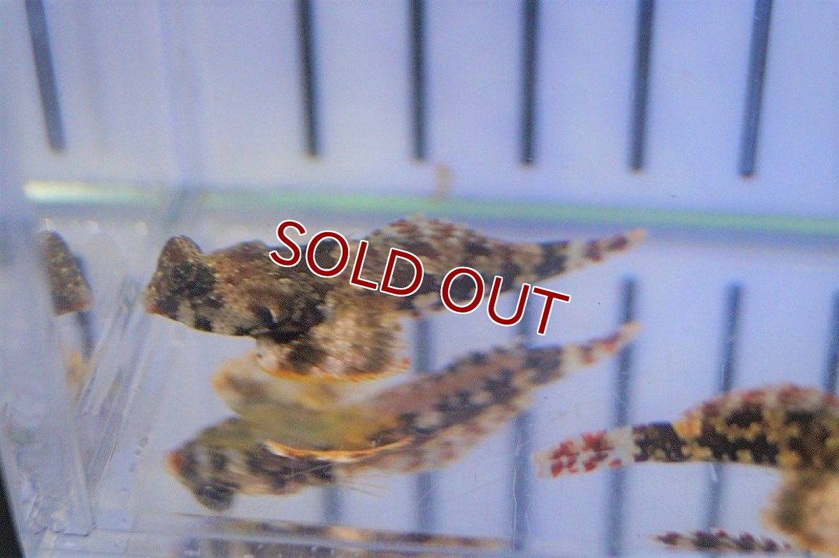 画像4: 【海水魚・ネズッポ】スクーターブレニー(1匹)±3-4cm(サンプル画像）（生体）(海水魚)（サンゴ） (4)