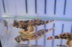 画像4: 【海水魚・ネズッポ】スクーターブレニー(1匹)±3-4cm(サンプル画像）（生体）(海水魚)（サンゴ） (4)