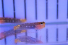 画像1: 【海水魚・ギンポ】【通販】ホワイトラインドブレニー(1匹)±3-4cm（生体）(海水魚)（サンゴ） (1)