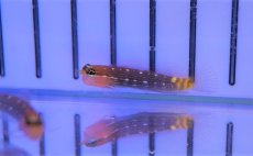 画像2: 【海水魚・ギンポ】【通販】ホワイトラインドブレニー(1匹)±3-4cm（生体）(海水魚)（サンゴ） (2)