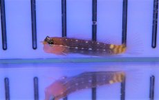 画像3: 【海水魚・ギンポ】【通販】ホワイトラインドブレニー(1匹)±3-4cm（生体）(海水魚)（サンゴ） (3)